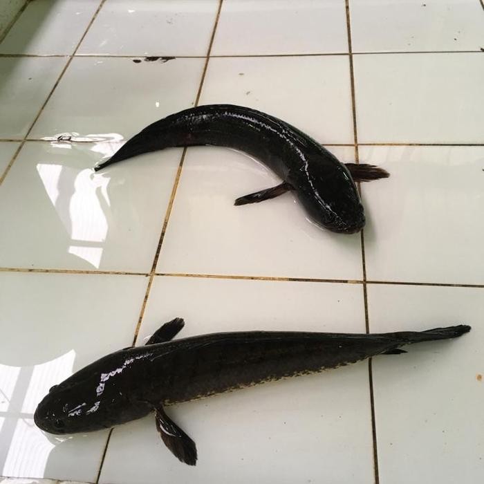 

Ikan Gabus 1kg