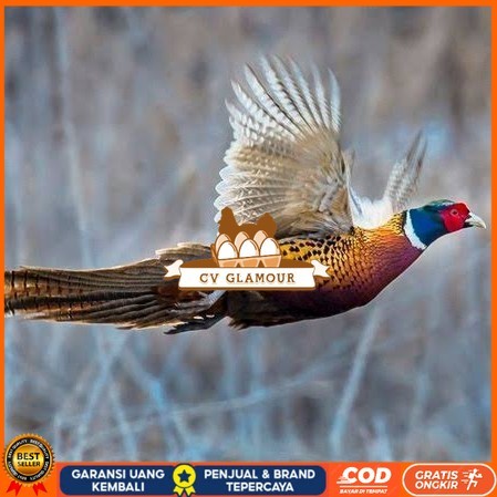 

Telur ayam ringneck pheasant green / telur ayam hias fertil siap cod CV GLAMOUR