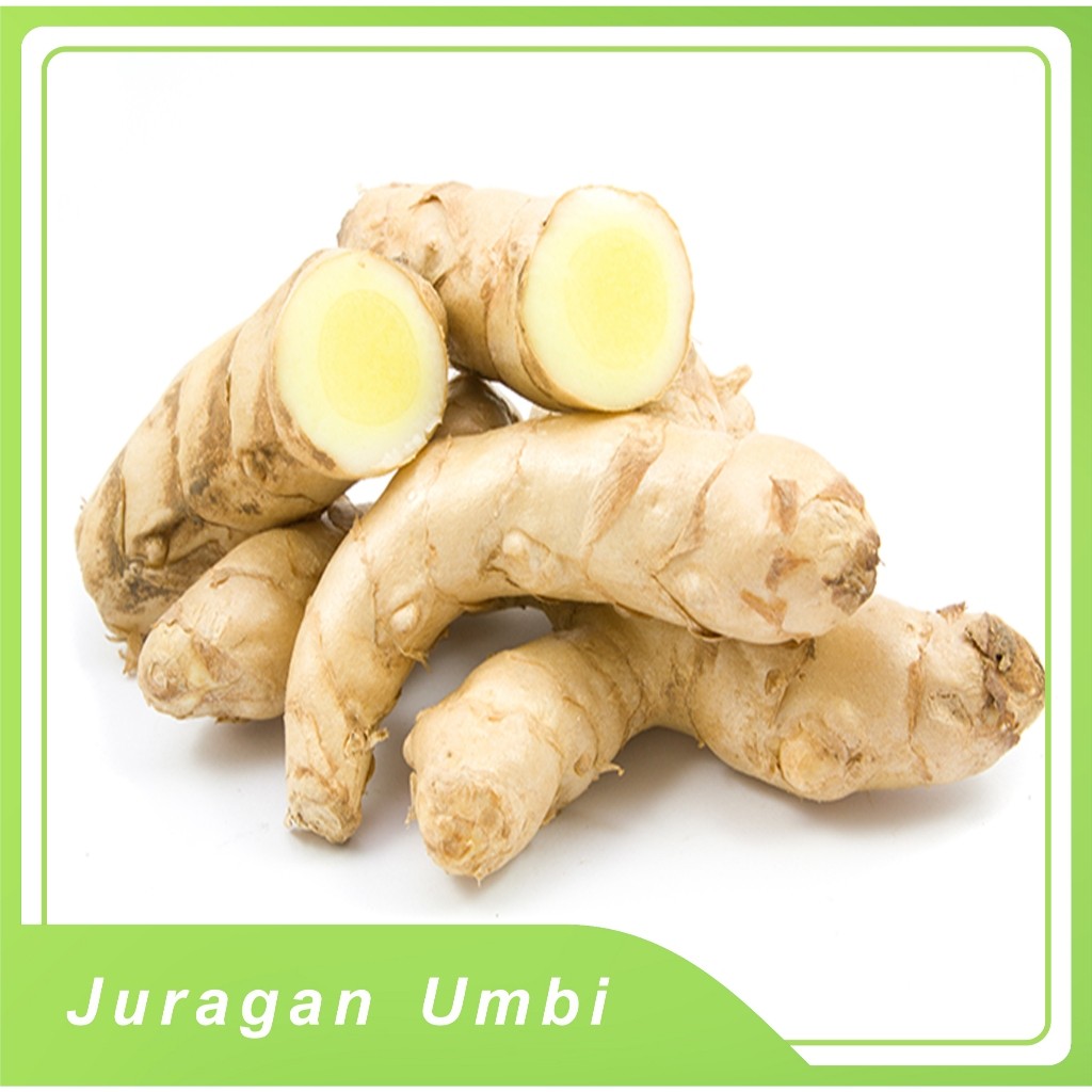 

kunyit putih segar 1 kg / temu putih
