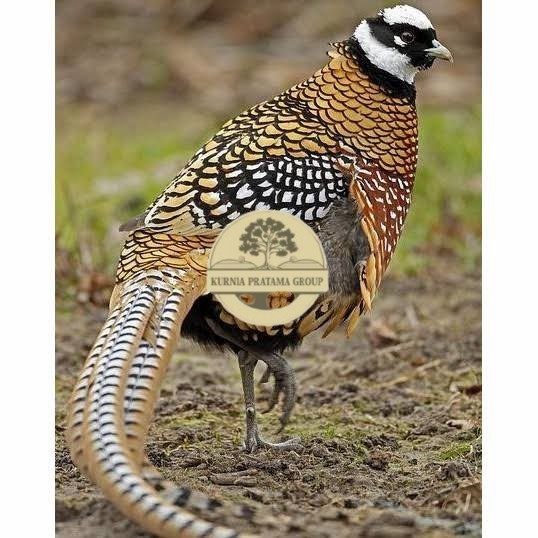 

Telur ayam hias ringneck reeves pheasant fertil siap ditetaskan KURNIA PRATAMA GROUP