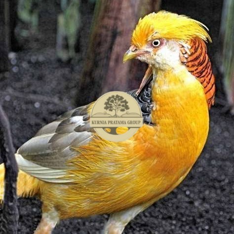

Telur ayam hias ringneck yellow pheasant fertil siap ditetaskan KURNIA PRATAMA GROUP