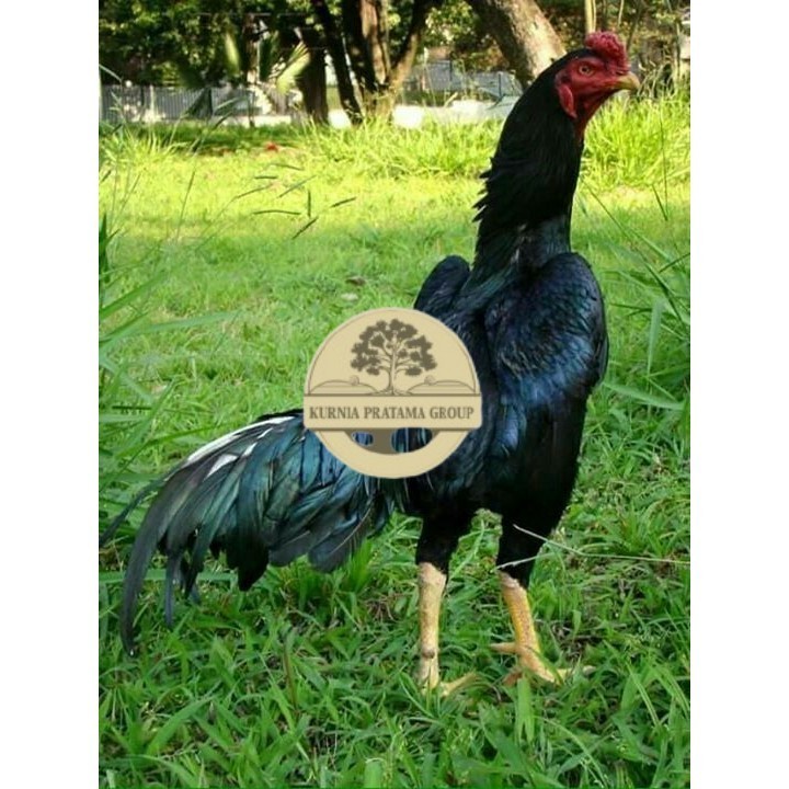 

Telur ayam bangkok shamo jepang / ayam petarung aduan siap ditetaskan KURNIA PRATAMA GROUP