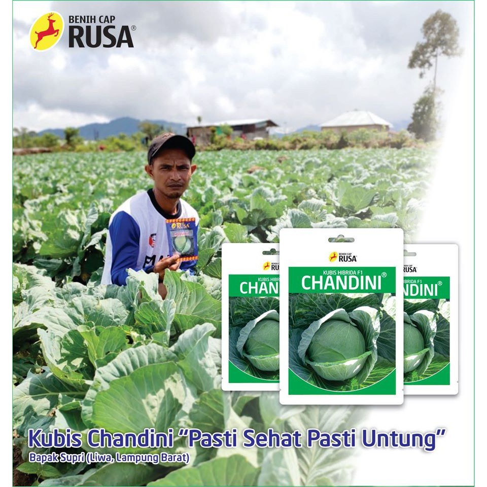 JAMIN MURAH Benih Cap Rusa - 3330 BENIH BIBIT BIJI KUBIS CHANDINI - 25 & 10 GRAM | Sahabat Rusa(BISA