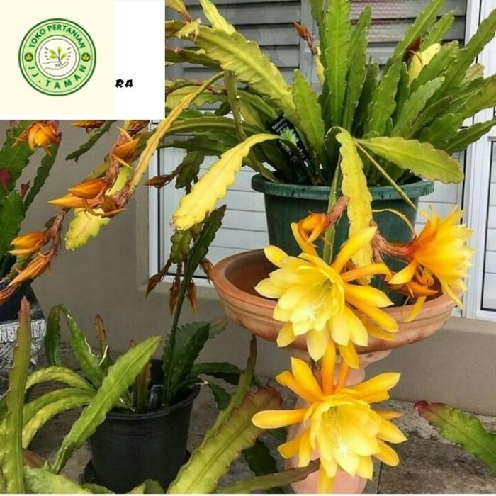 (PROMO BISA COD) TANAMAN HIAS WIJAYA KUSUMA KUNING  - EPIPHYLLUM OXYPETALUM