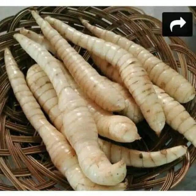 

Sahabatalam Ubi Garut Segar