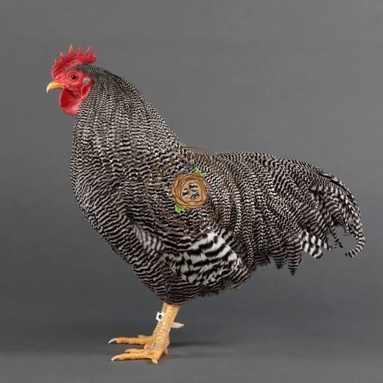 

Telur ayam barred plymouth rock / telur ayam hias fertil siap tetas KURNIA PRATAMA ID