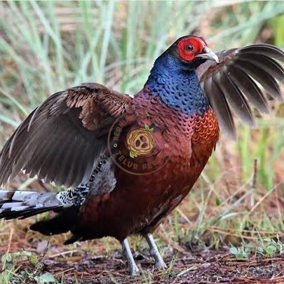 

Telur ayam hias ringneck hume's pheasant fertil siap ditetaskan KURNIA PRATAMA ID
