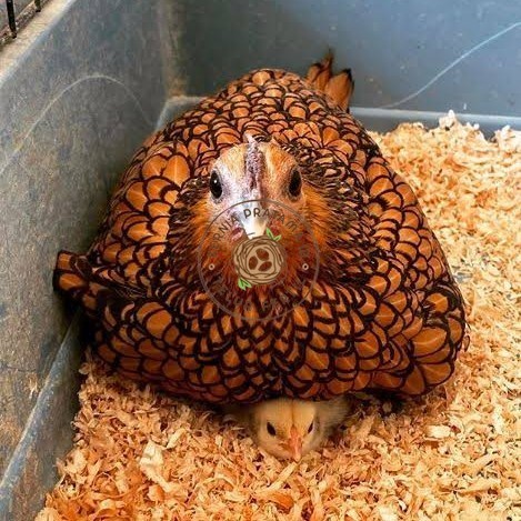 

Telur ayam serama kate batik kanada telur ayam hias fertil siap cod KURNIA PRATAMA ID