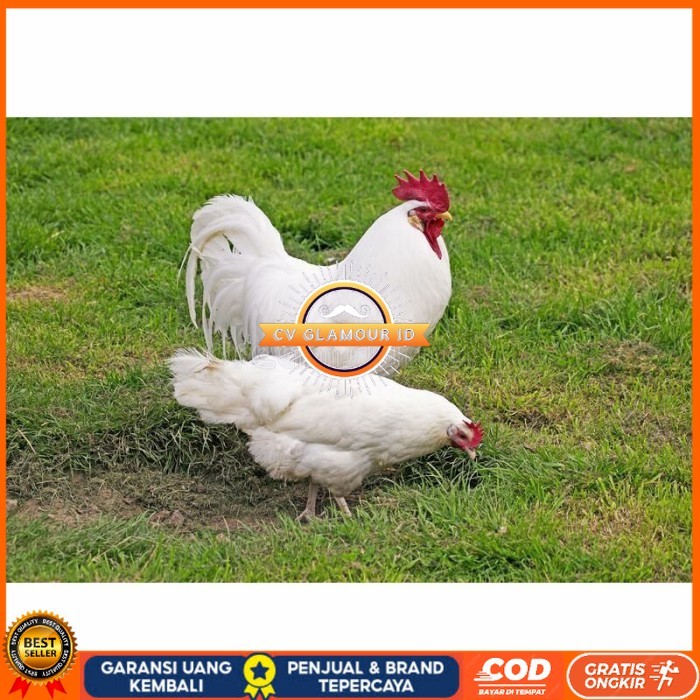 

Telur ayam hias leghorn white fertil asli siap ditetaskan - ayam-leghorn CV GLAMOUR ID