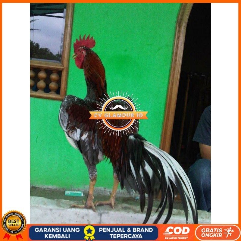 

TELUR AYAM BIRMA JOPER / AYAM BIRMA X RAS JAWA SUPER BESAR UNTUK DI TETASKAN CV GLAMOUR ID