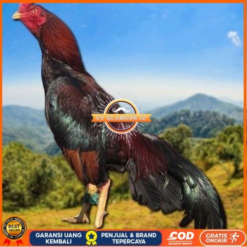 

telur tetas ayam shamo vertil valid CV GLAMOUR ID