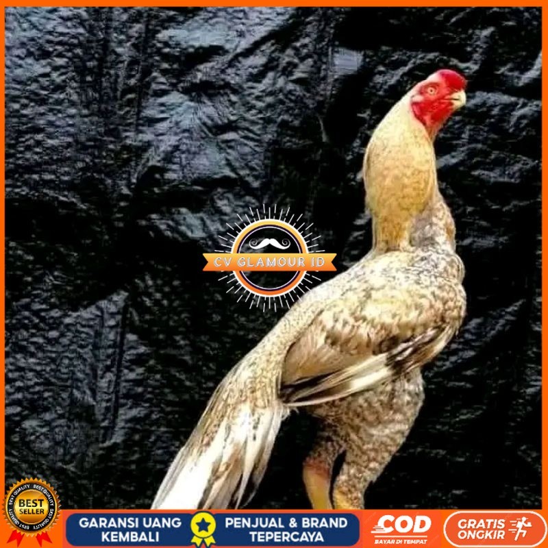 

telur fertil agsel Parrot kualitas terbaik CV GLAMOUR ID