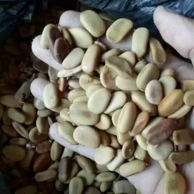 OHI  10 Biji / benih Kayu secang banyak manfaat terbaik