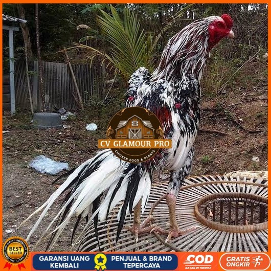 

Telur ayam bangkok ekor lidi / telur ayam hias fertil siap cod CV GLAMOUR PRO