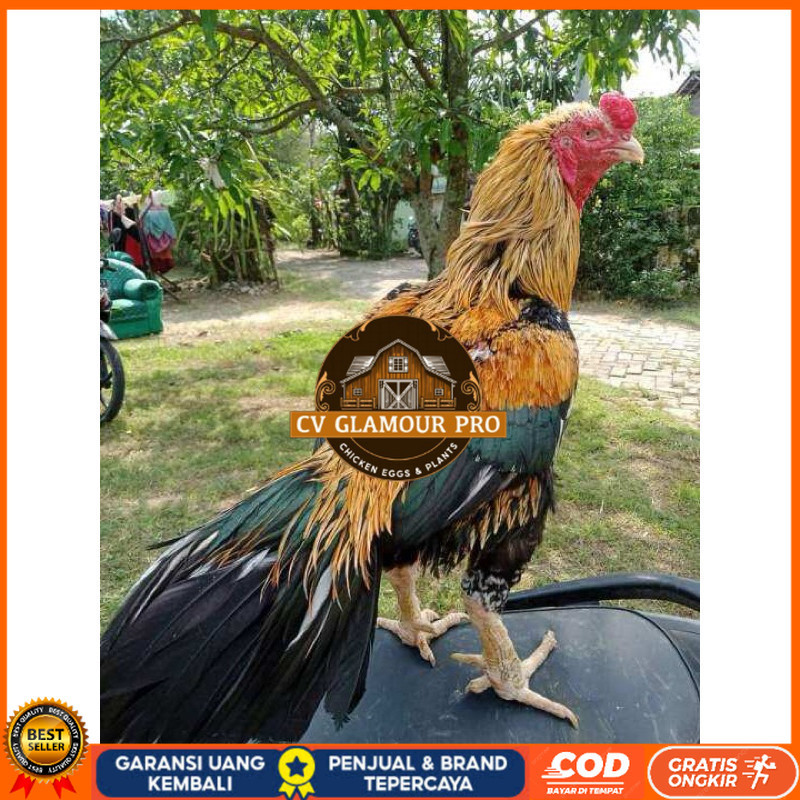 

TELUR FERTIL AYAM BANGKOK KLASIK JUMBO UNTUK DI TETASKAN CV GLAMOUR PRO