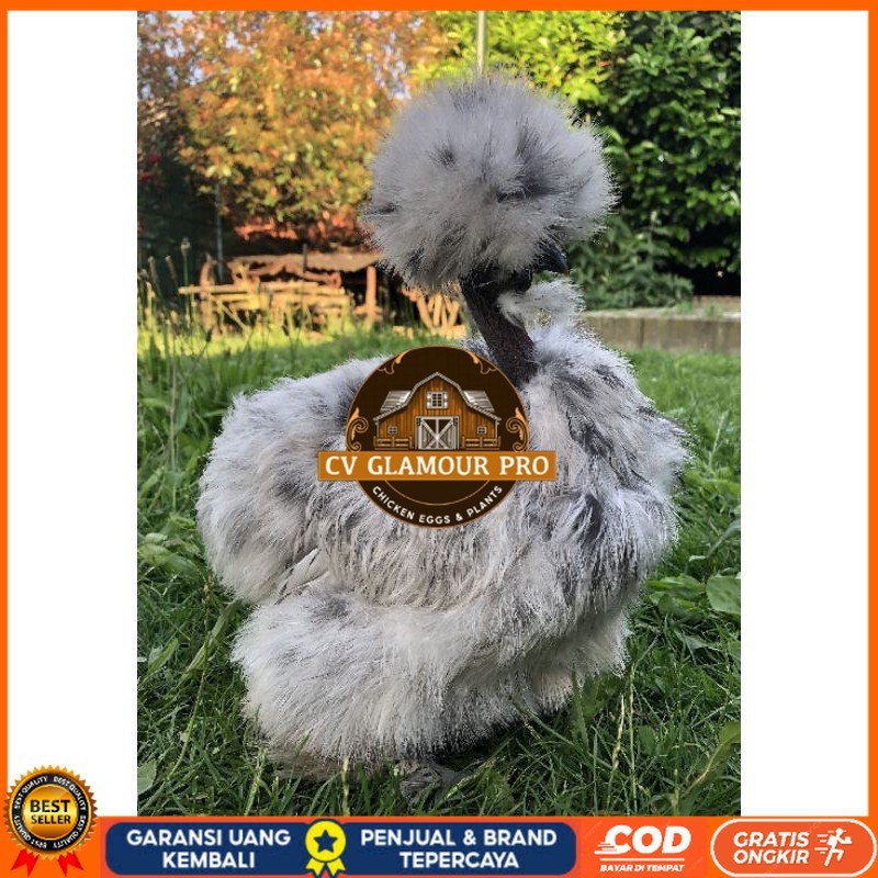 

TELUR AYAM HIAS SHOWGIRL SILKY / KAPAS SILKY LEGUN UNTUK DI TETASKAN CV GLAMOUR PRO