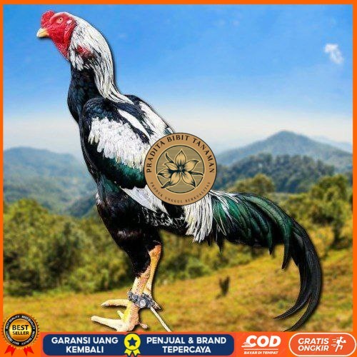 

telur ayam shamo tarung super garansi PRADITA BIBIT TANAMAN
