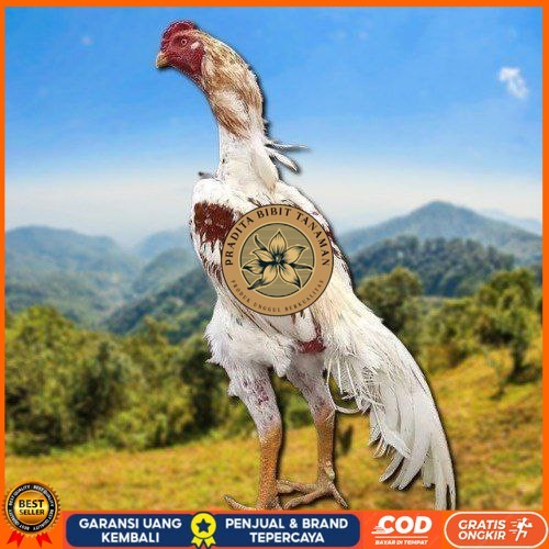 

Telur Shamo X BK clasik terlaris PRADITA BIBIT TANAMAN