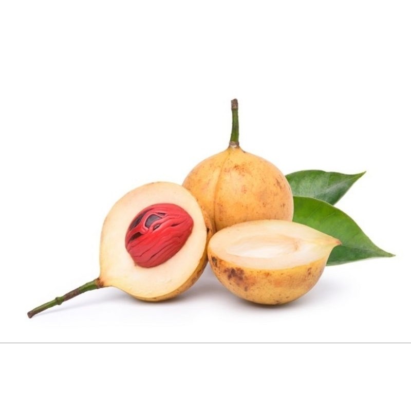 

Jual buah pala segar langsung petik dari pohon 500 gram kreatif store .