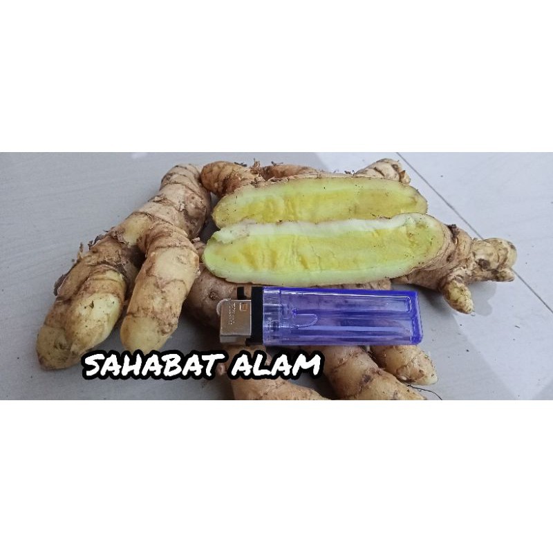 

Gelaskosong11 Kunyit putih segar 1kg (temu putih/curcuma zedoaria) SA