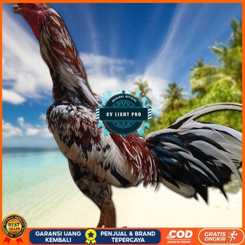 

telur ayam Bangkok mangon ORI (Telur fertil) CV LIGHT PRO