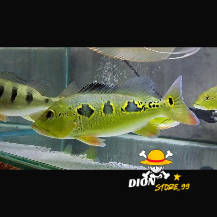 Hiasan aquarium Ikan pbas orinoco hulk ukuran 7-9cm