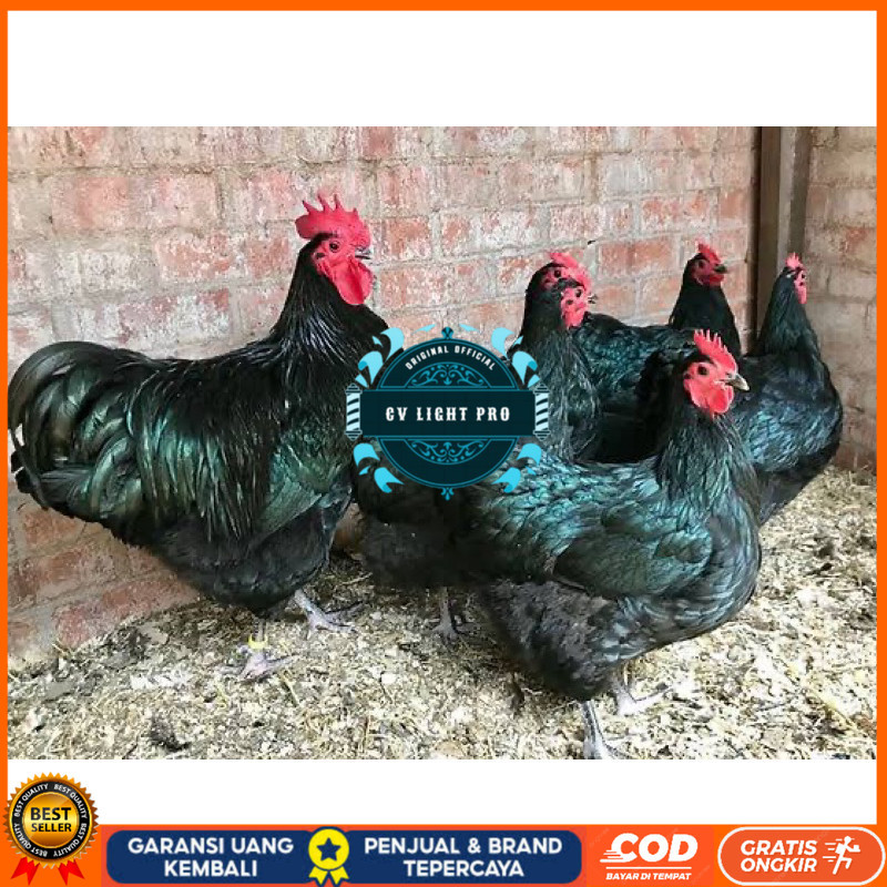 

TELUR FERTIL AYAM BLACK AUSTRALORP INDUKAN JUMBO UNTUK DI TETASKAN CV LIGHT PRO