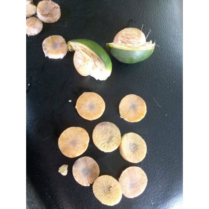 

1kg oinang muda segar bisa jadi peningkat gairah H. O. A