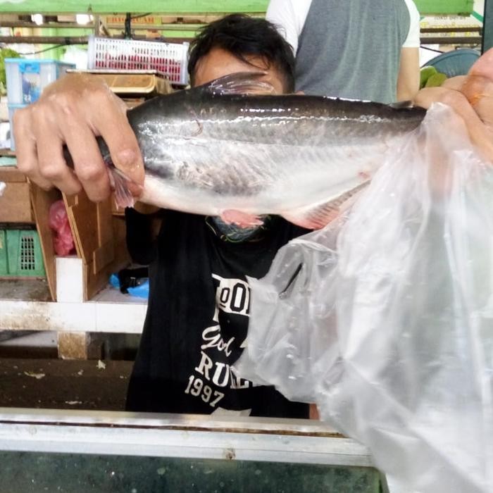 

Ikan Patin Hitam 500gr