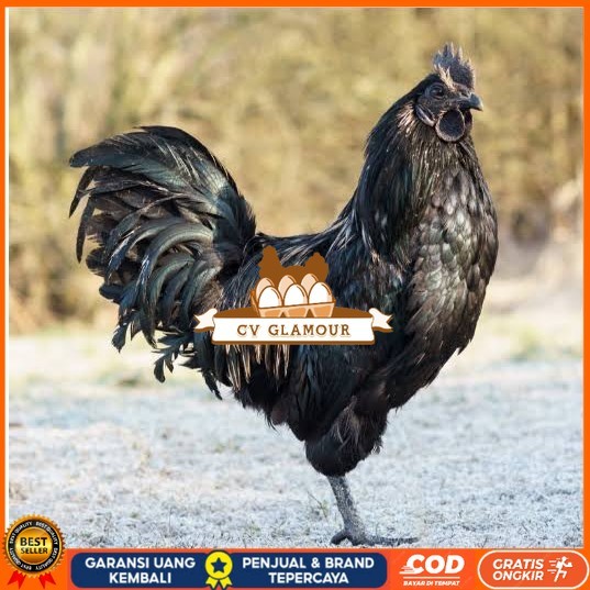

Telur ayam cemani / telur ayam hias / telur fertil siap tetas CV GLAMOUR