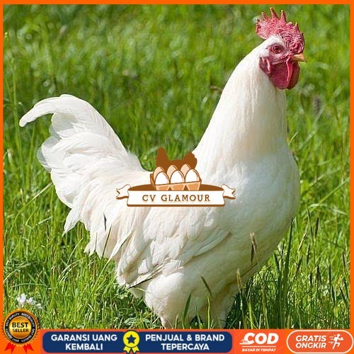 

Telur ayam leghorn white / telur ayam hias / telur fertil siap cod CV GLAMOUR