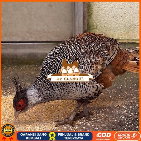 

Telur ayan hias ringneck cheer pheasant fertil bisa ditetaskan CV GLAMOUR