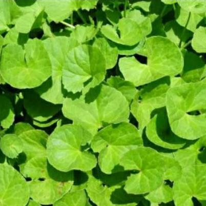 

250 gram daun pegagan/antanan/panegoang
