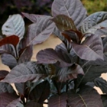 

Daun handelem sgar 500 gr' dun kopi hitam .