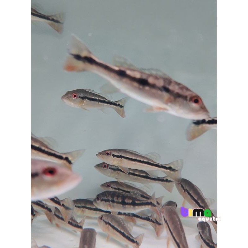 Pbass Pinima 7-9 cm bimatankmate