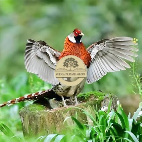 

Telur ayam hias ringneck elliot pheasant fertil untuk ditetaskan KURNIA PRATAMA GROUP