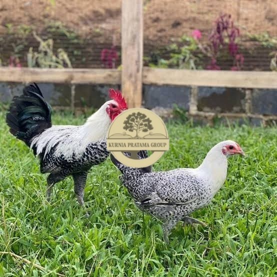 

Telur ayam arab fertil asli siap ditetaskan KURNIA PRATAMA GROUP