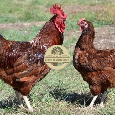 

Telur ayam rodhe island / telur ayam hias / telur fertil siap cod KURNIA PRATAMA GROUP