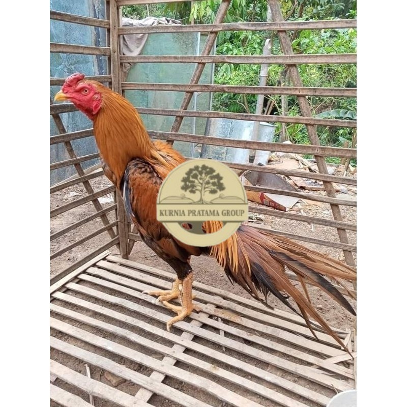 

(10 butir) Telur Ayam Ekor Lidi Untuk Di tetaskan KURNIA PRATAMA GROUP