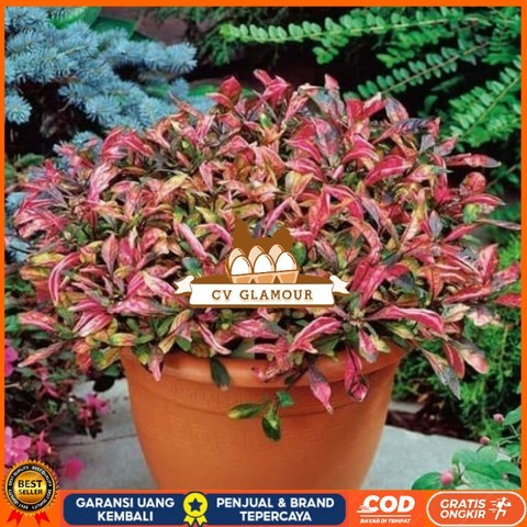 Tanaman Hias Indoor Krokot Merah Bibit Tanaman Super Unggul CV GLAMOUR