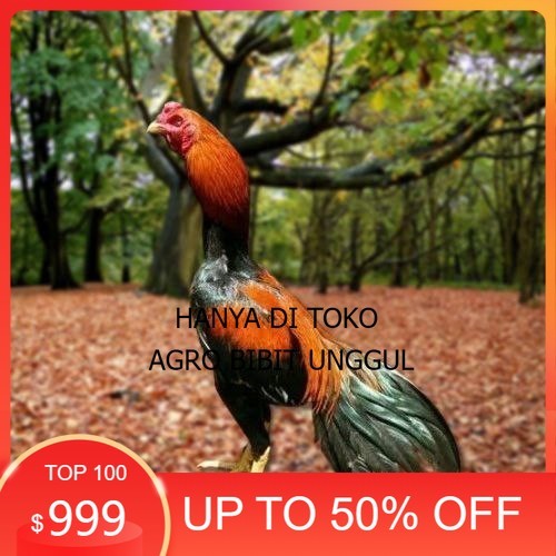 

Telur Ayam Pakhoy Ori Thailand Vertil Siap Di Tetaskan Jaminan Suuper Oiginal Bergaransi agro.bibit.unggul