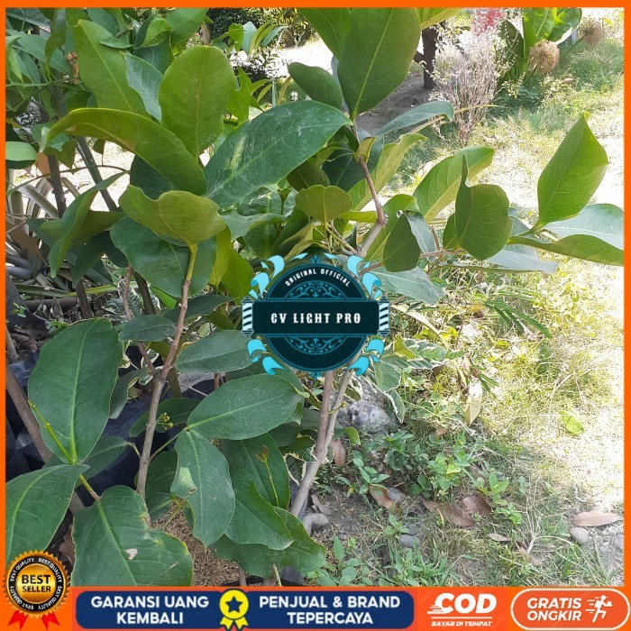 TANAMAN BUAH JAMBU AIR HIJAU TANPA BIJI SUDAH BERBUNGA/BERBUAH CANGKOK Bibit Tanaman Super Unggul CV