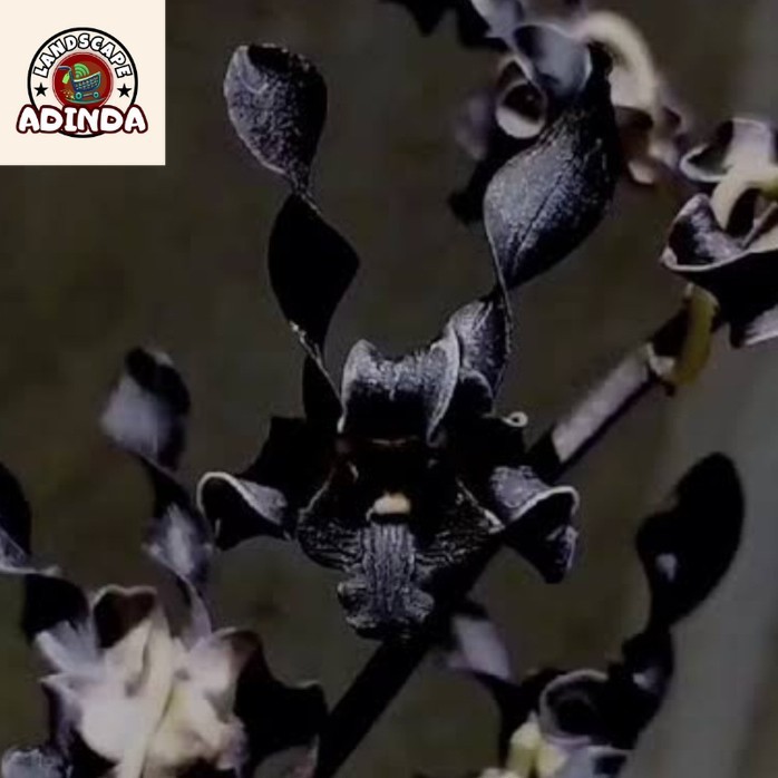 [BISA BAYAR DI TEMPAT] anggrek dendrobium nirbaya ( plengkung gading )