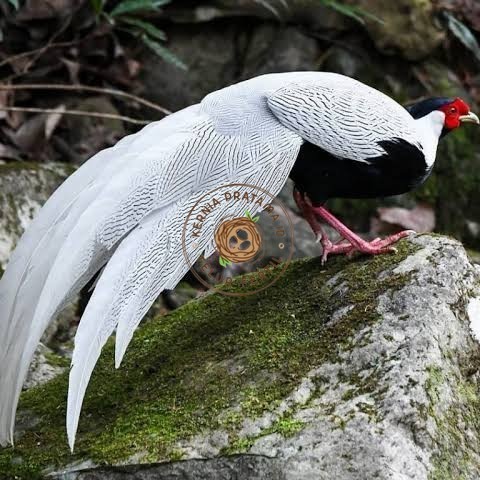 

Telur ayam hias ringneck silver pheasant fertil siap ditetaskan KURNIA PRATAMA ID