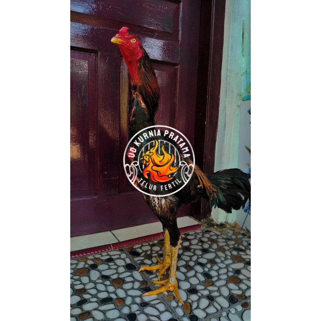

Telur ayam bangkok shamo jepang / ayam petarung aduan untuk ditetaskan UD KURNIA PRATAMA