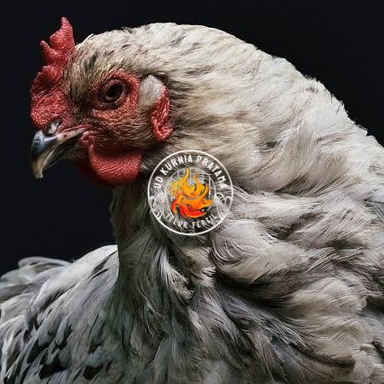 

Telur ayam arab / telur ayam hias / telur fertil siap cod UD KURNIA PRATAMA