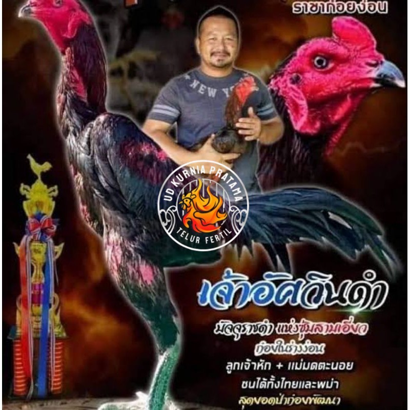 

Telur fertil ayam pakhoy full brakot brutal / COD UD KURNIA PRATAMA