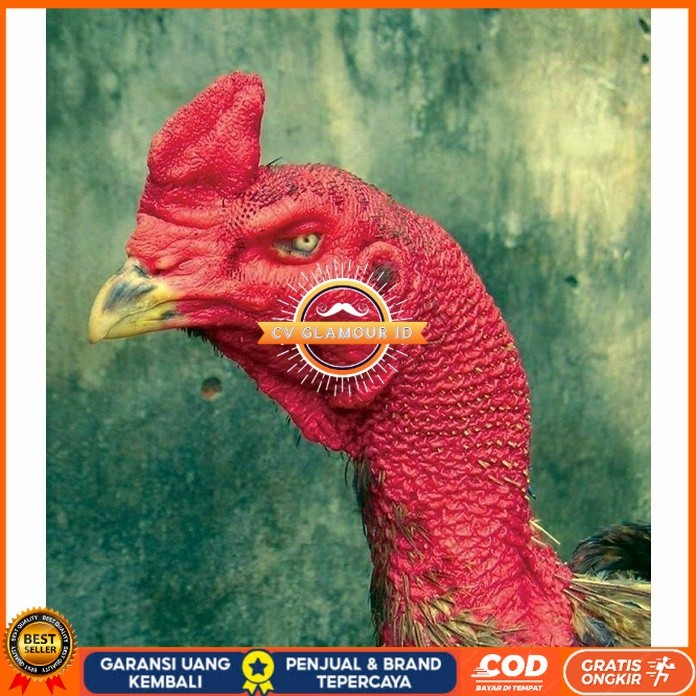 

telur ayam petarung saigon fertil asli siap ditetaskan - ayam saigon CV GLAMOUR ID