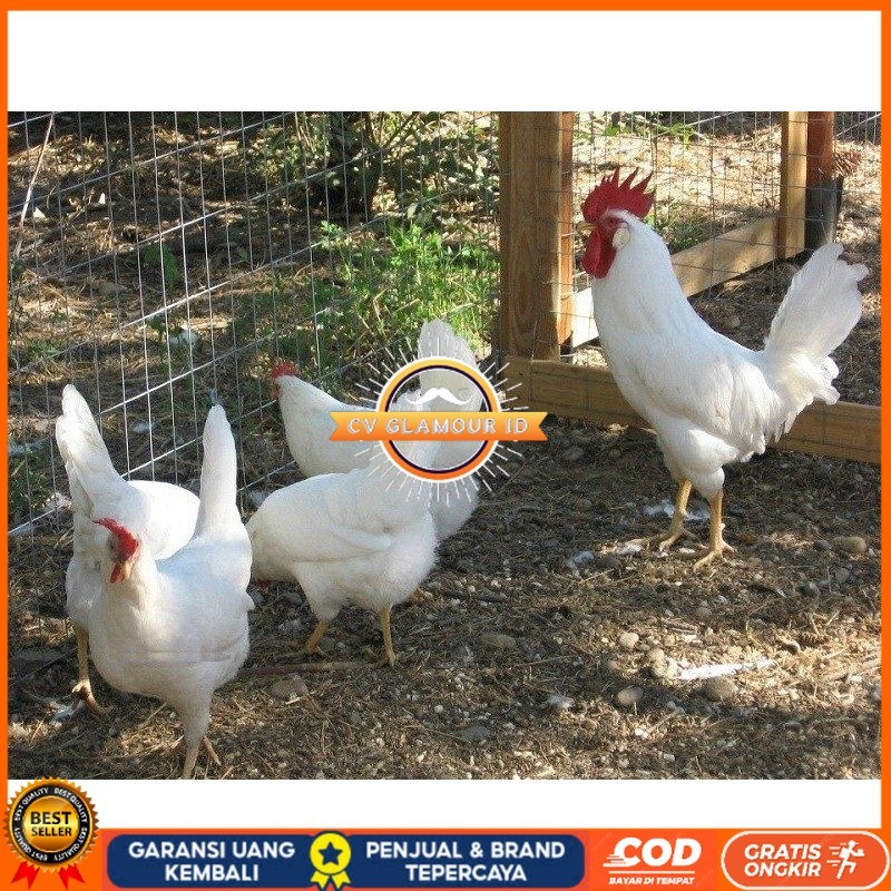 

TELUR AYAM ARAB WHITE UNTUK DI TETASKAN CV GLAMOUR ID
