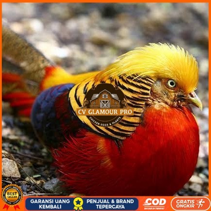 

telur ayam golden pheasant hias siap ditetaskan - golden pheasant CV GLAMOUR PRO